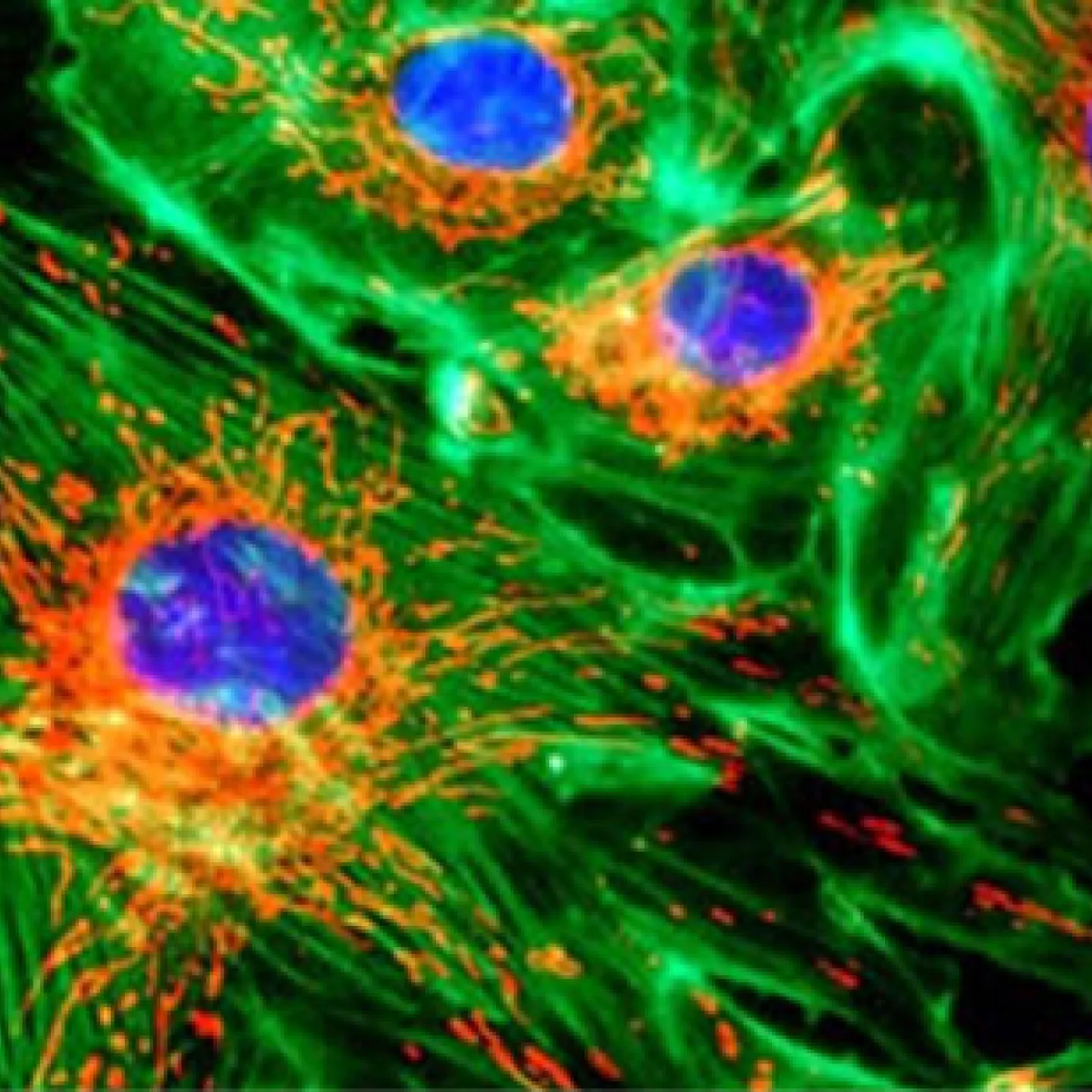 Light_microscopy_image