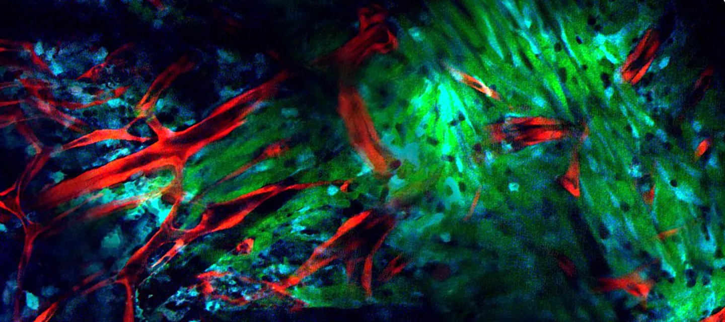 Department of Developmental & Molecular Biology