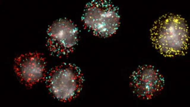 genome-maintenance-rna-biology