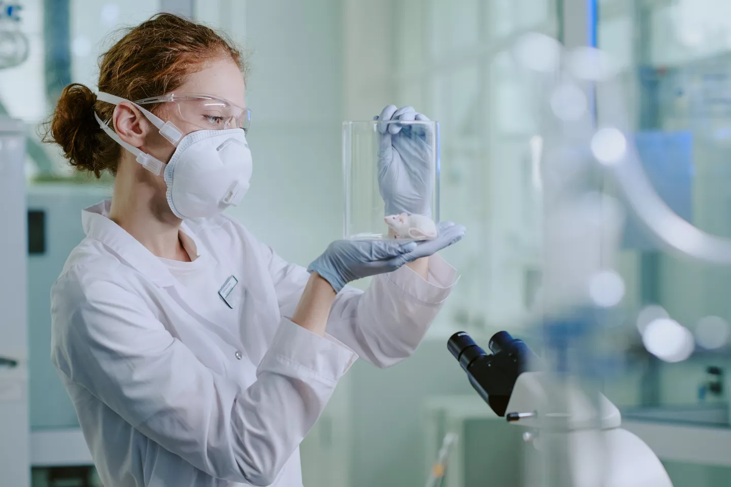 Transgenic Mice Experiment