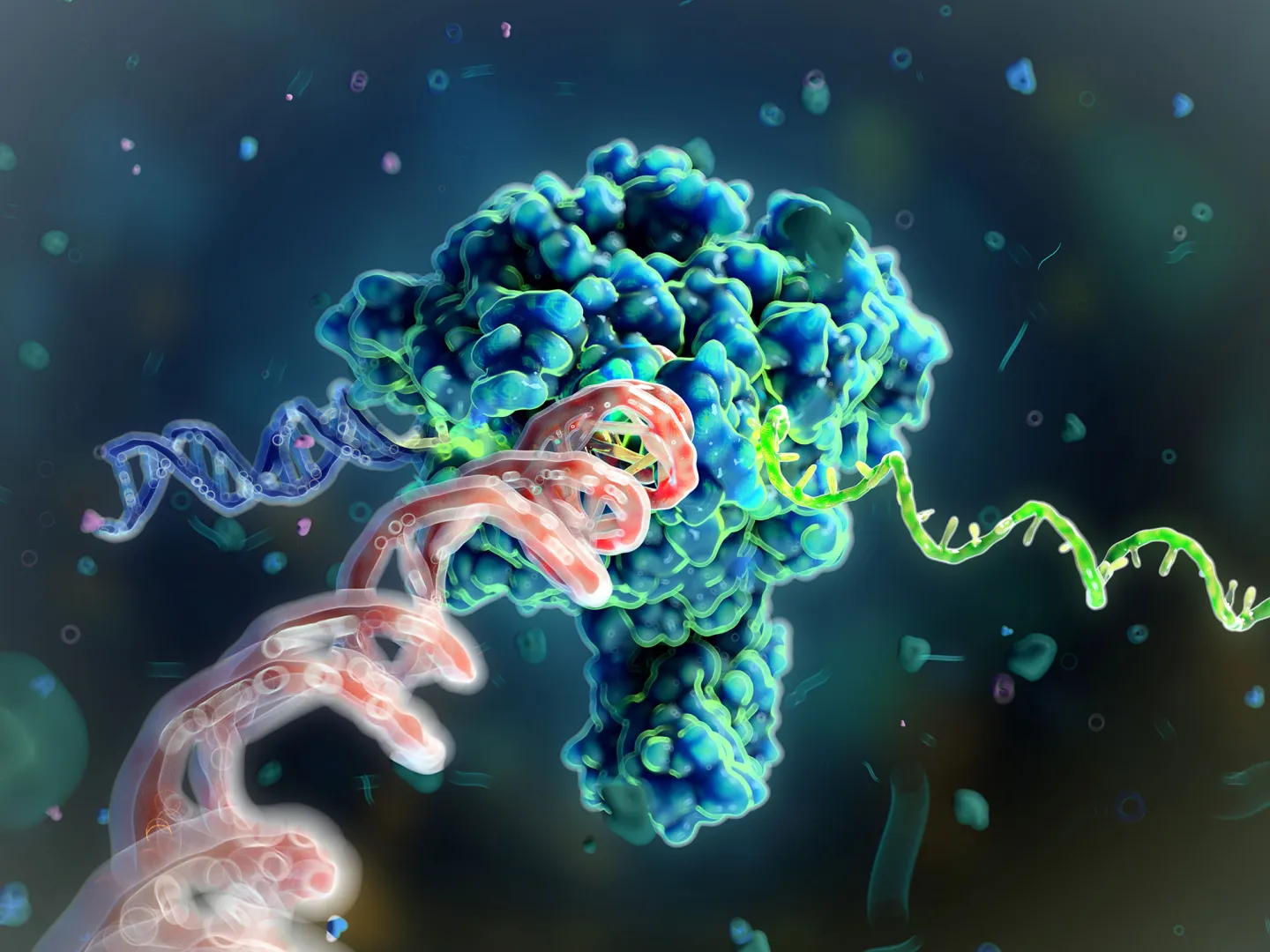 RNA polymerase II transcribing DNA to mRNA