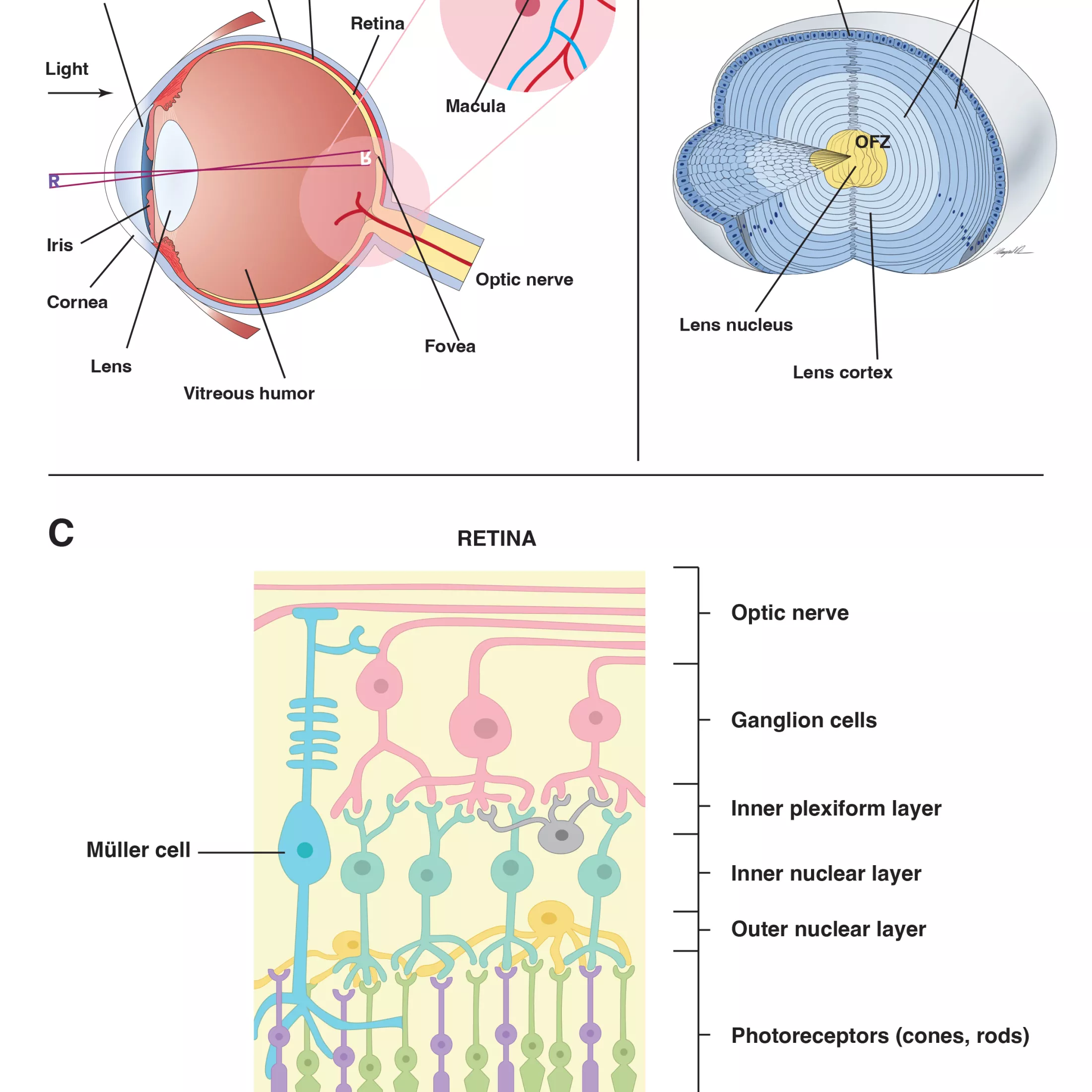 HumanEye