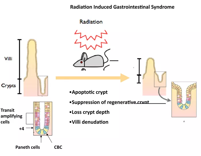 Countermeasures Core Full