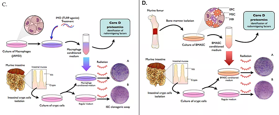 Countermeasures Core D