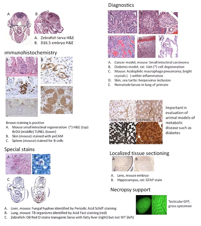 Countermeasures Immunohistochemistry