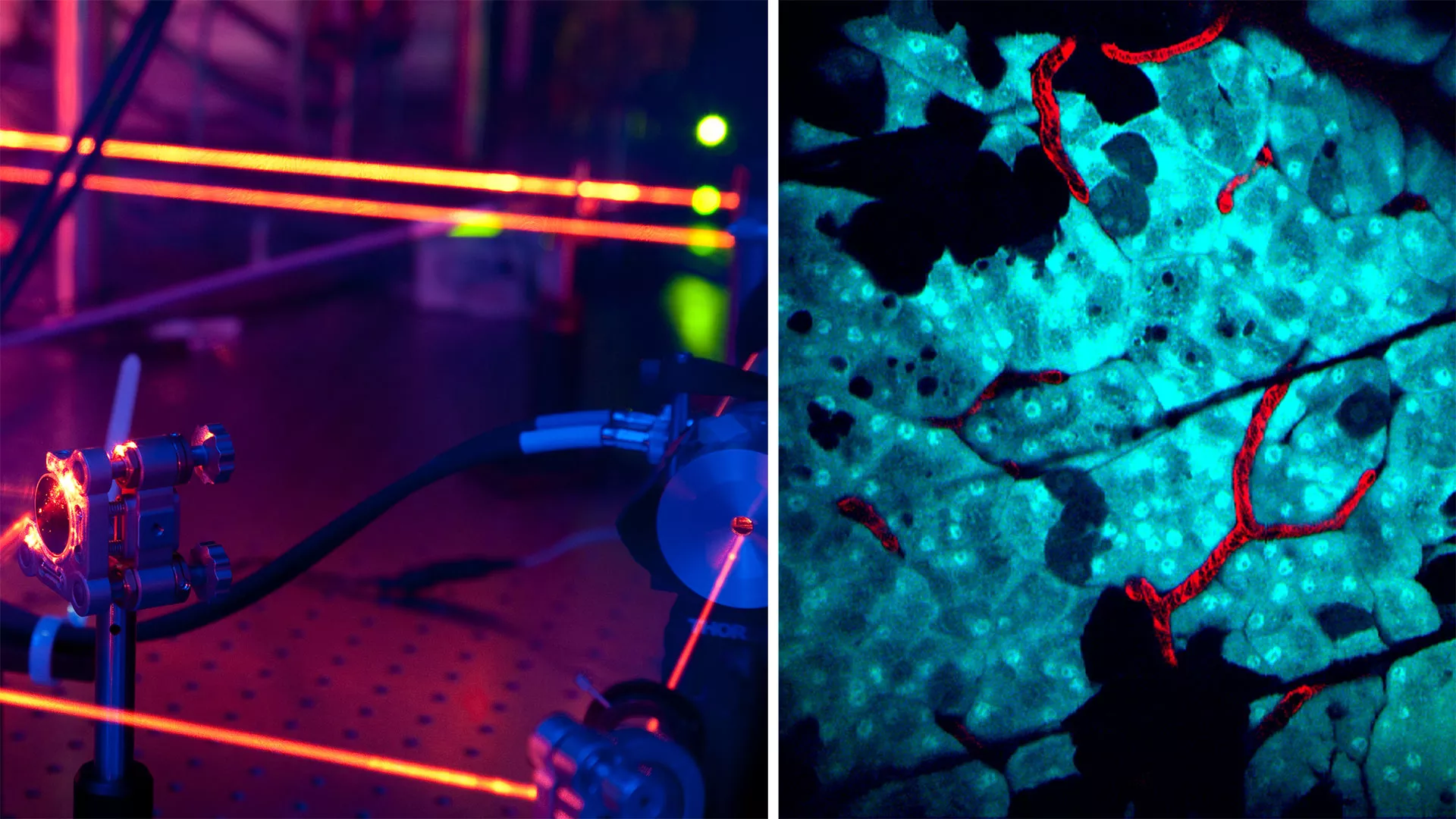 Shedding Light on Einstein's New Trans-Atlantic Collaboration