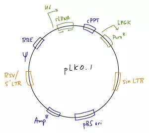 pLKO.1
