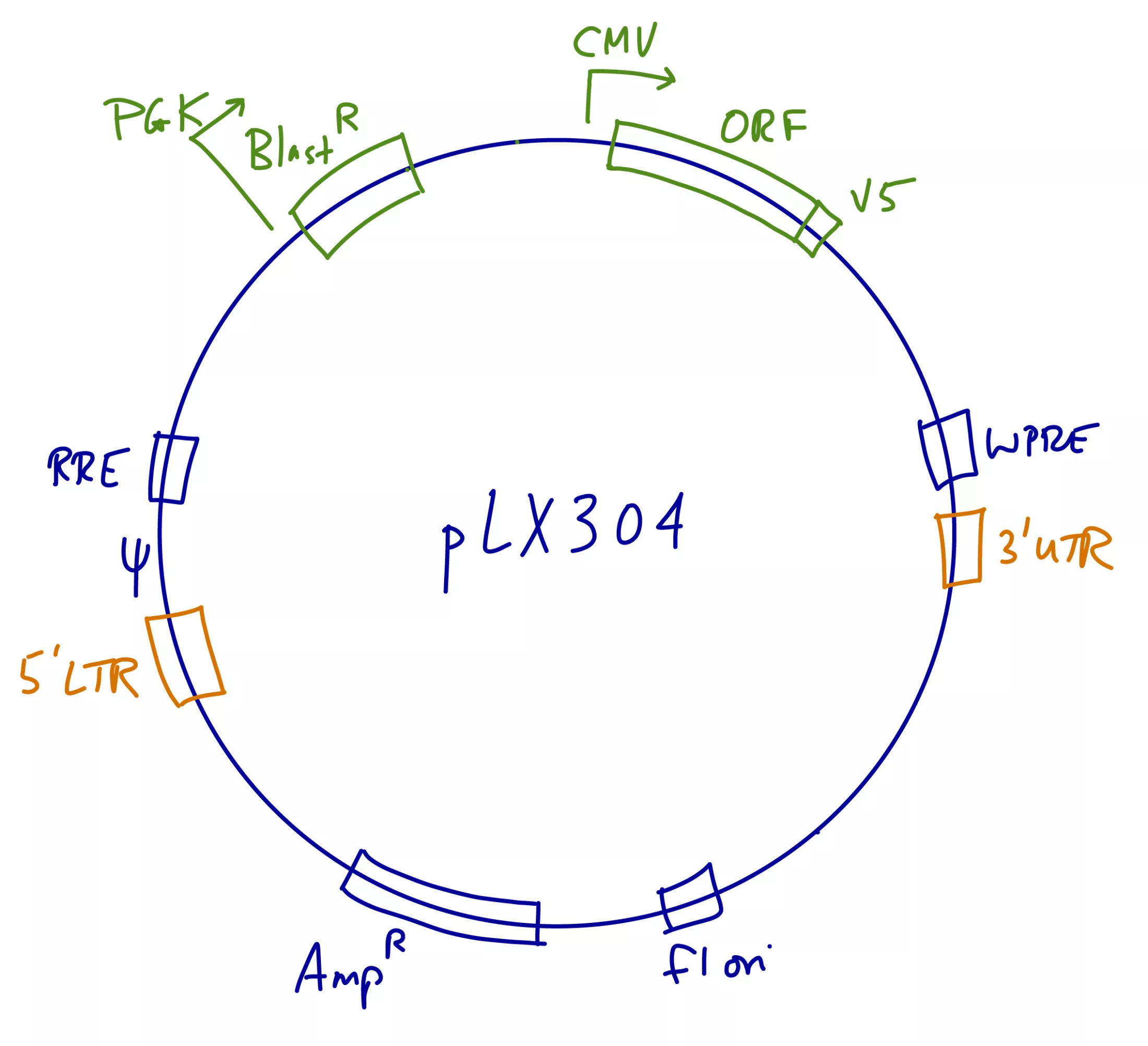pLX304