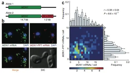 Gene Expression