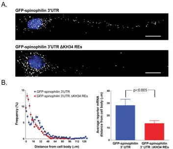 Translational Regulation