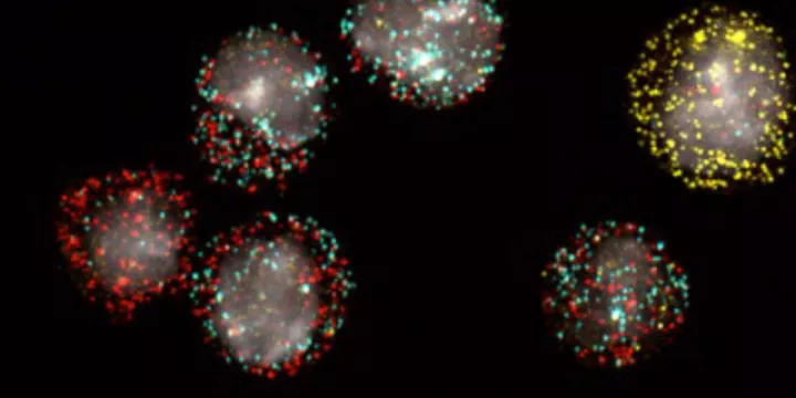 genome-maintenance-rna-biology