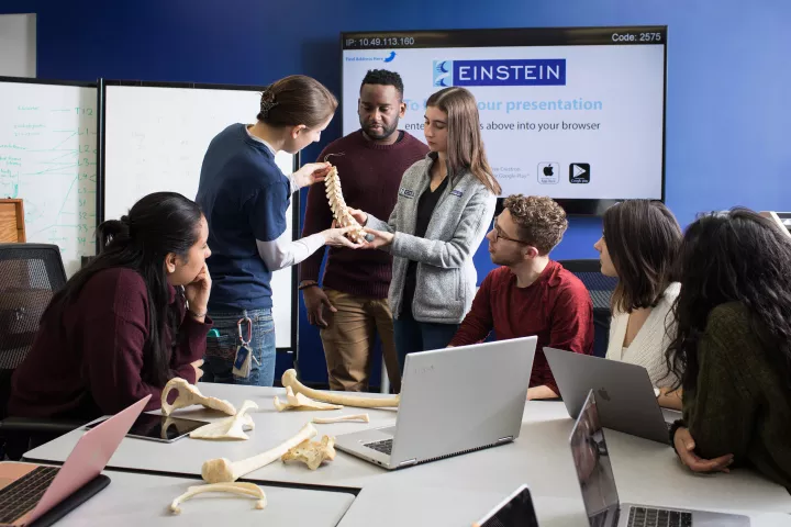 A group of M.D. students study anatomy models in a classroom at Albert Einstein College of Medicine