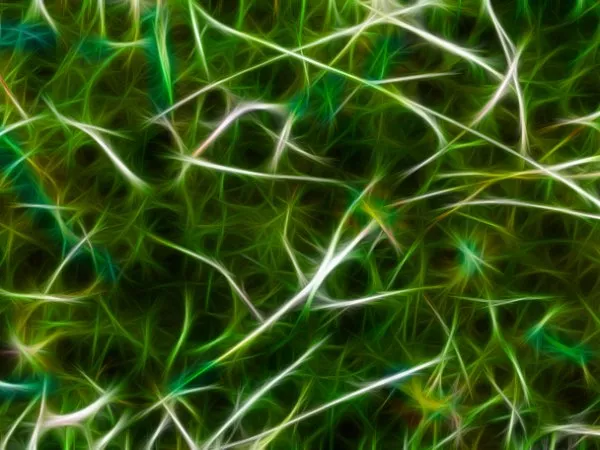 tissue-stem-cells-and-central-nervous-system-repair