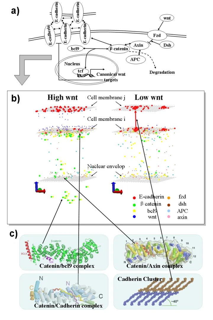cadherin_wnt