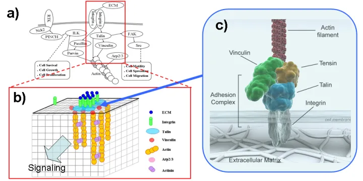 integrin