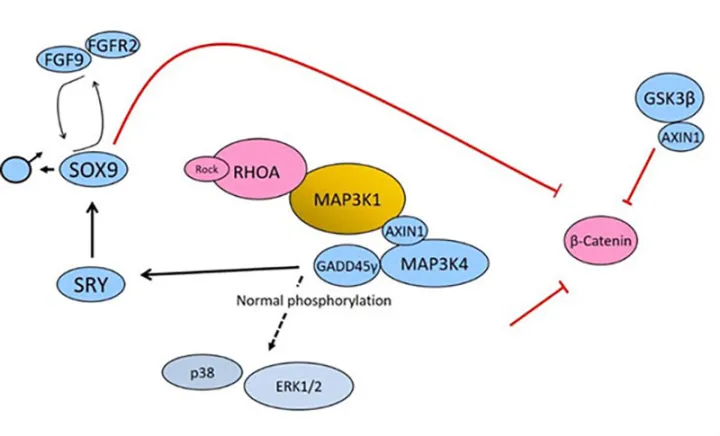 Harry Ostrer Research
