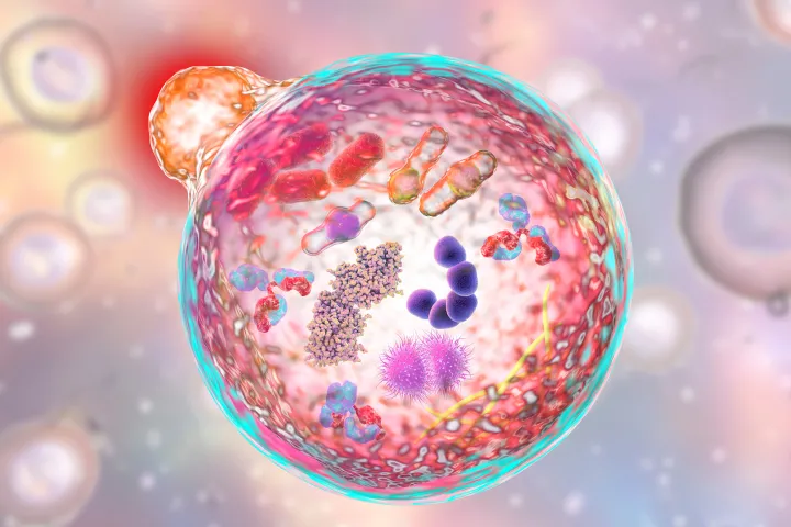 Mechanisms for Cellular Aging