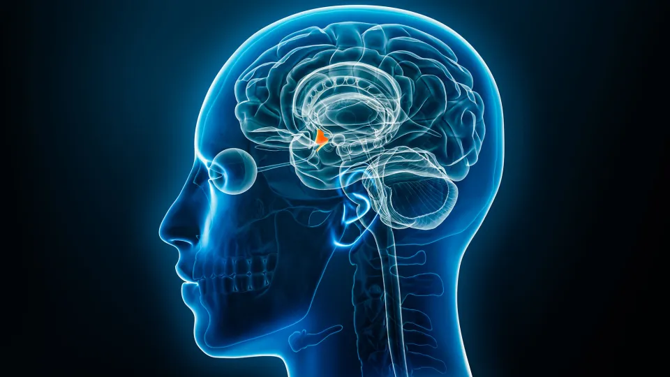 Investigating Brain Circuits Linking Overeating with Obesity