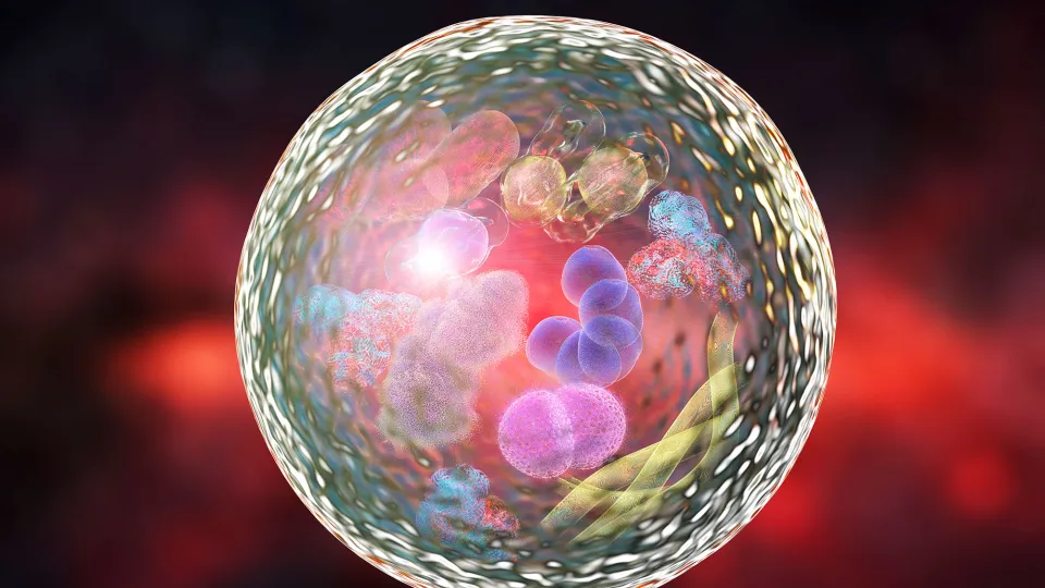 Mapping a Cell-Cleaning Process Across Organs During Aging