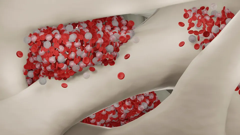 Bone marrow, illustration