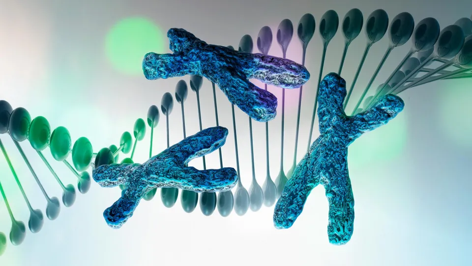 DNA strand with x chromosomes, illustration