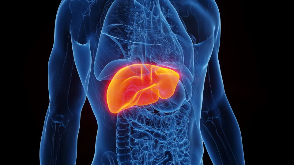 Liver, illustration