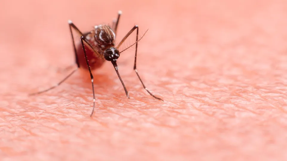 A mosquito that carries dengue fever and Zika virus is sucking blood on a person's skin