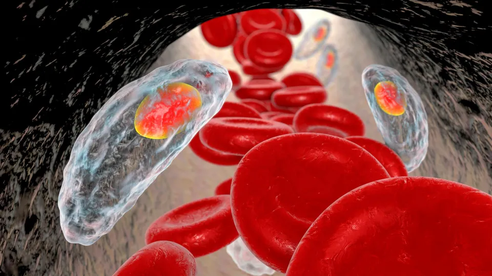 Toxoplasma gondii in blood, illustration